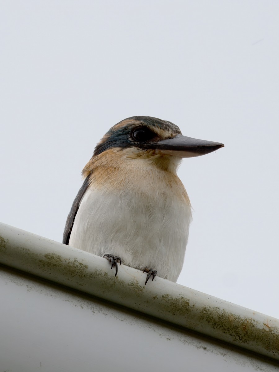 Mewing Kingfisher - ML613820551