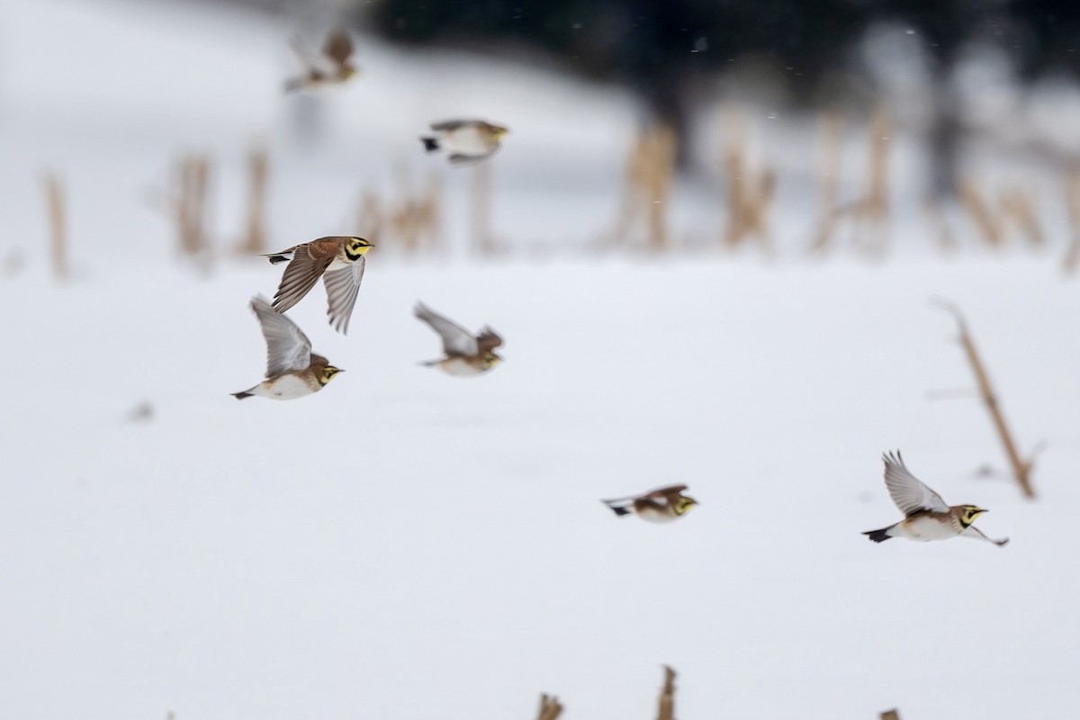 Horned Lark - Bill Massaro