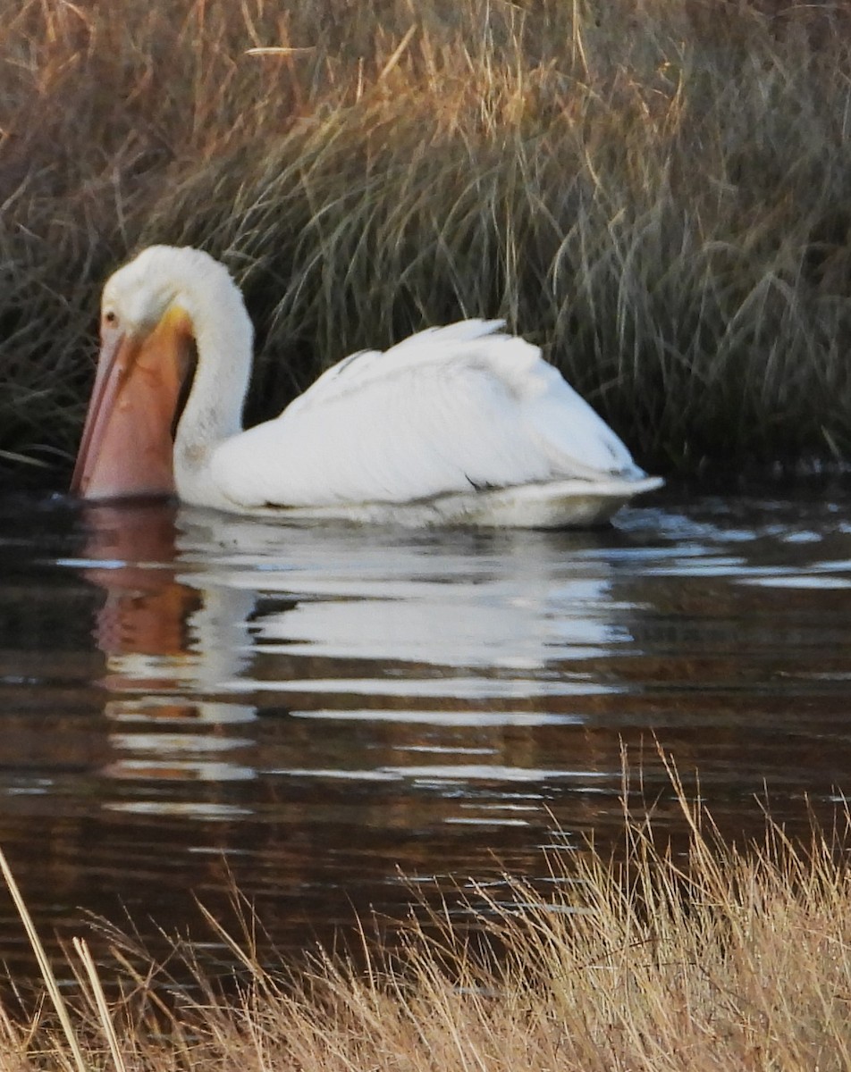 American White Pelican - ML613820582