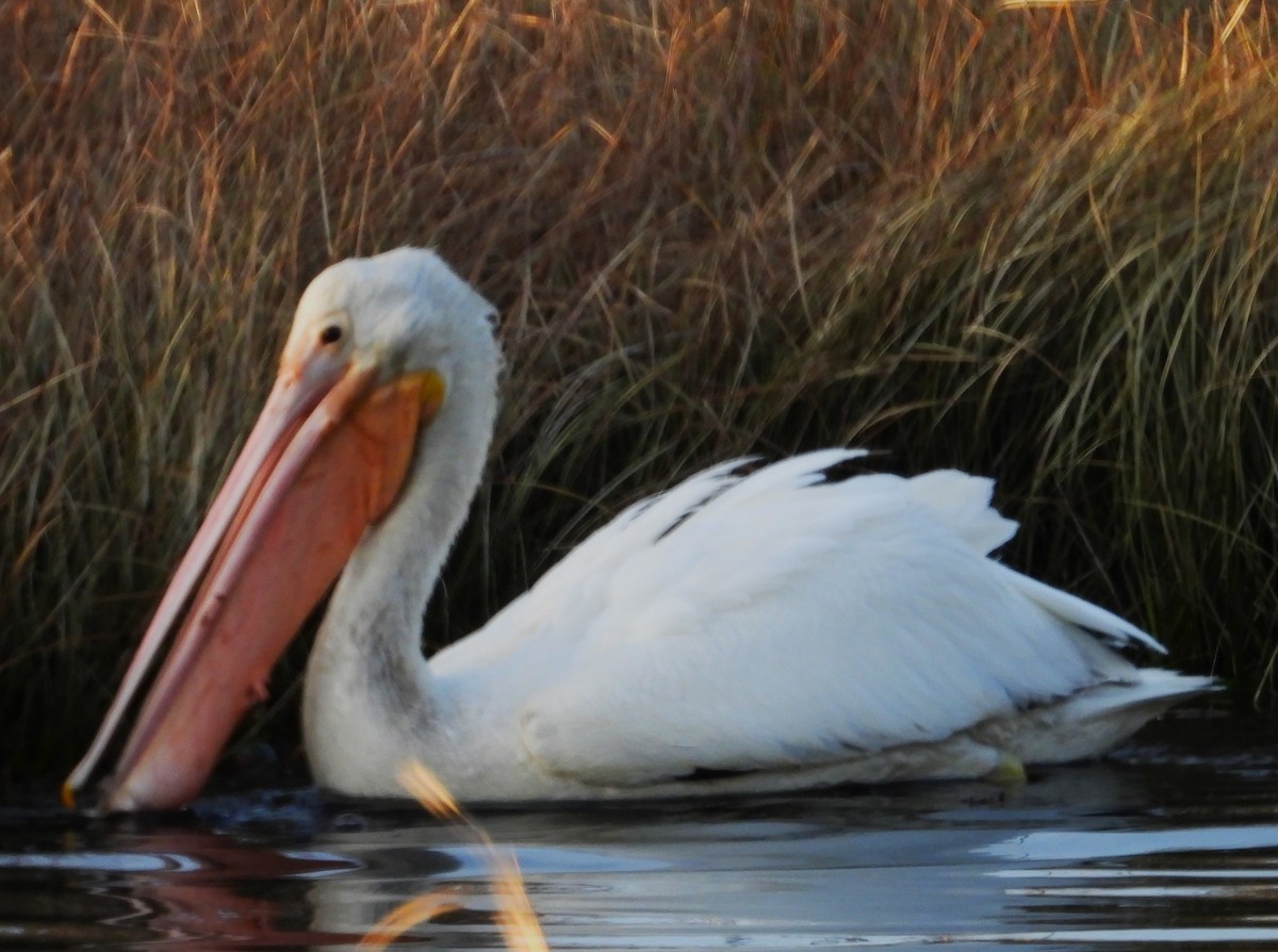 American White Pelican - ML613820583