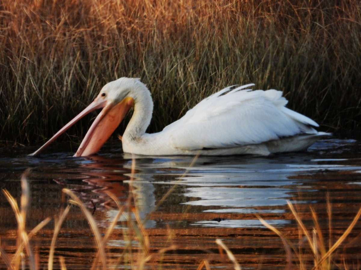 American White Pelican - ML613820584