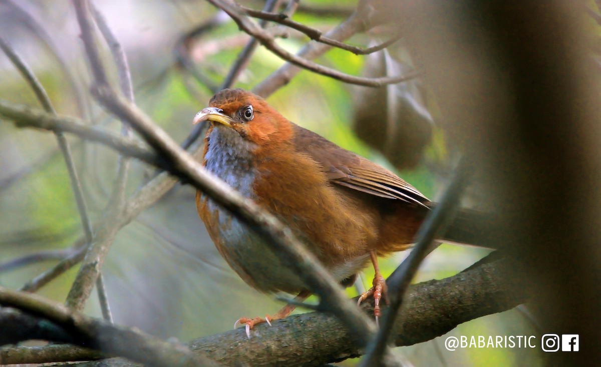 Rusty-cheeked Scimitar-Babbler - ML613820595