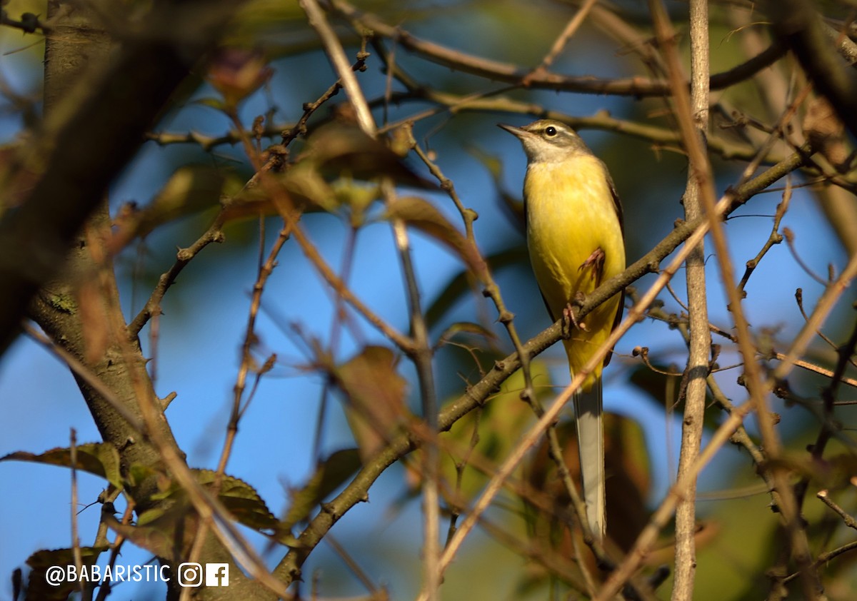 Gray Wagtail - ML613820636