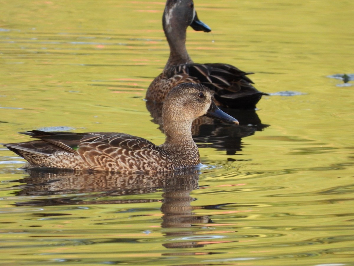 Blue-winged Teal - ML613820638