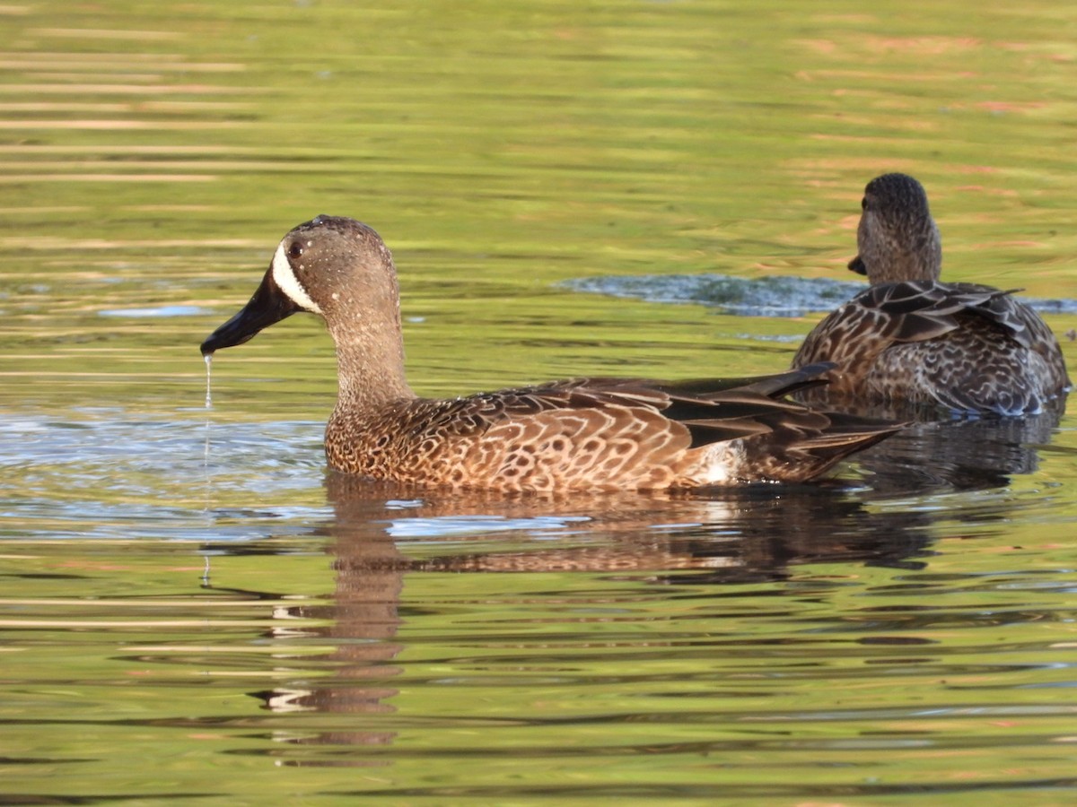 Blue-winged Teal - ML613820639