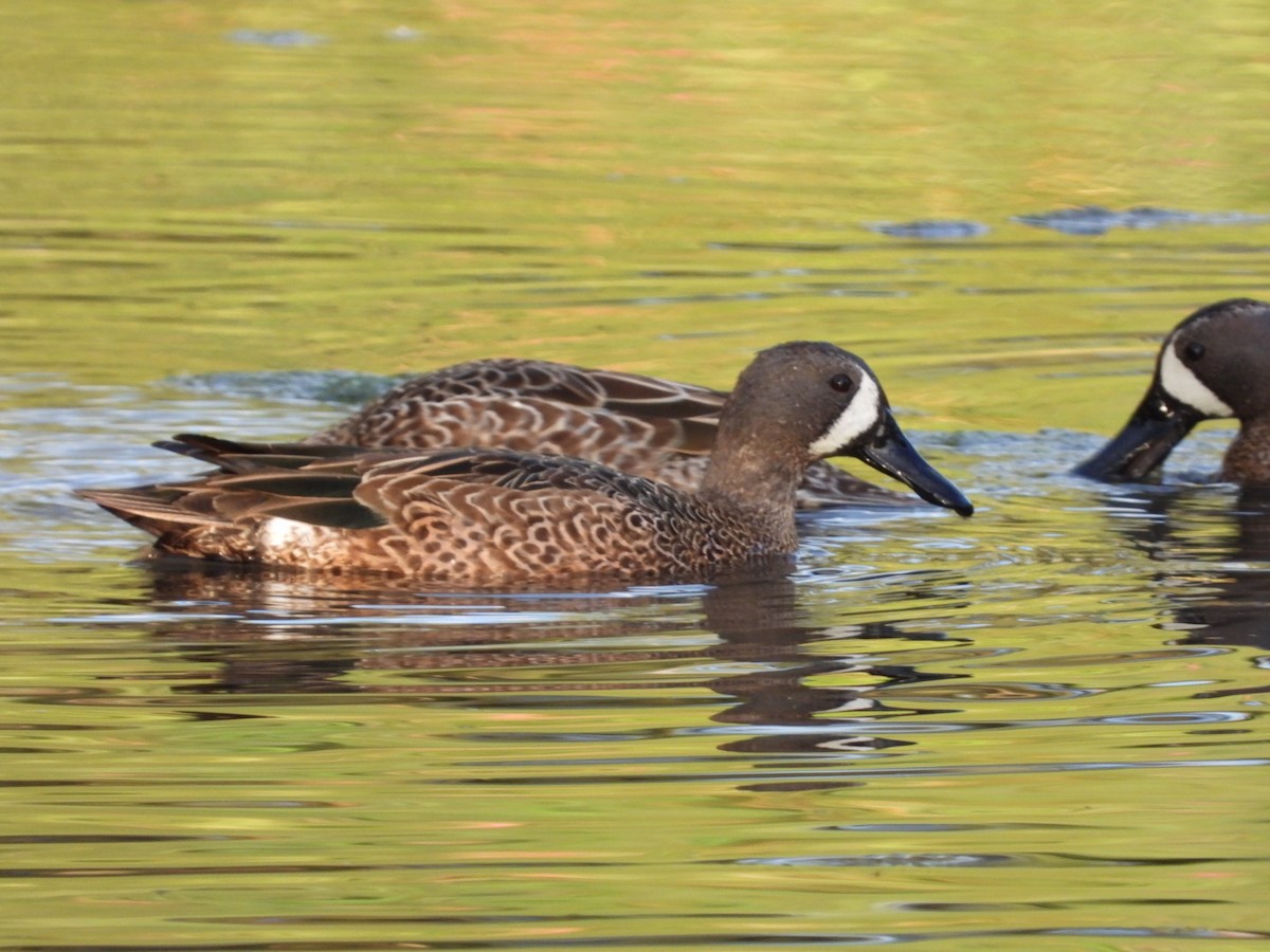 Blue-winged Teal - ML613820640
