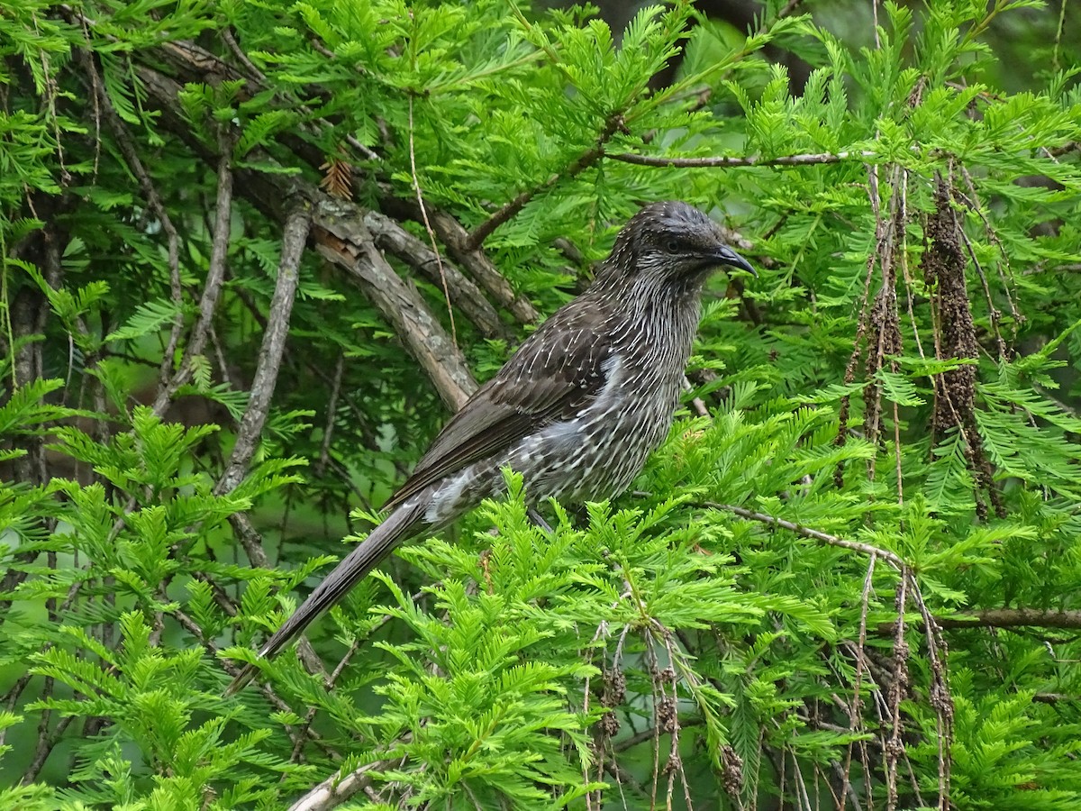 Little Wattlebird - ML613820693