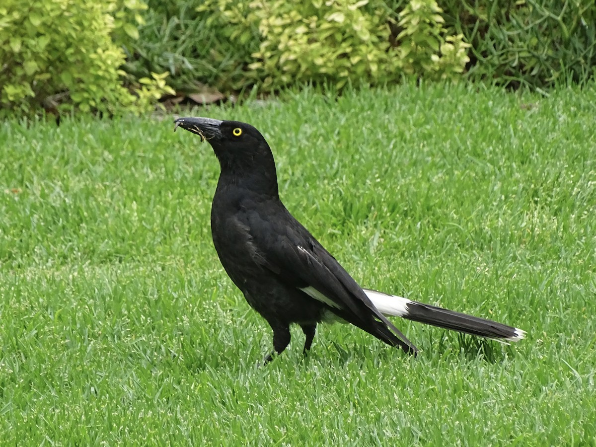 Pied Currawong - ML613820721