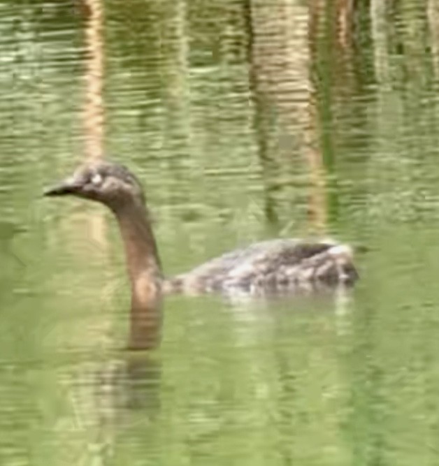 New Zealand Grebe - ML613820748