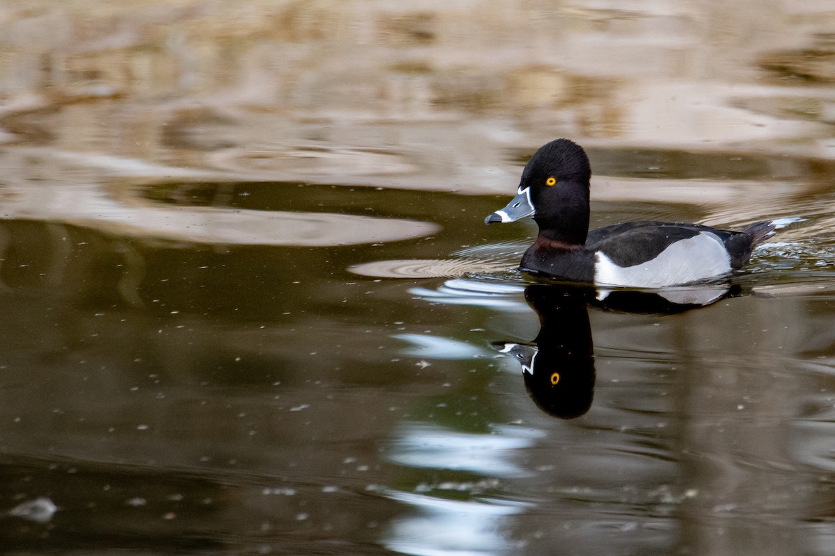 Ring-necked Duck - ML613820757