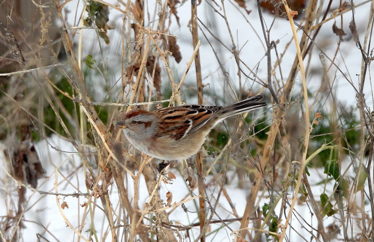 American Tree Sparrow - ML613820775