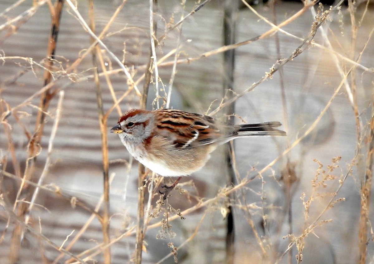 American Tree Sparrow - ML613820776