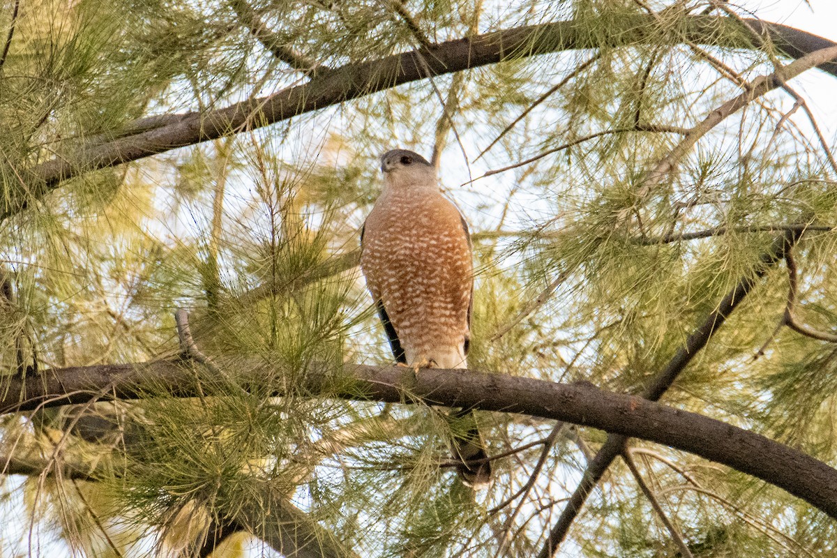 Cooper's Hawk - Daniel Alexander C. M. (Alex Pyrocephalus)