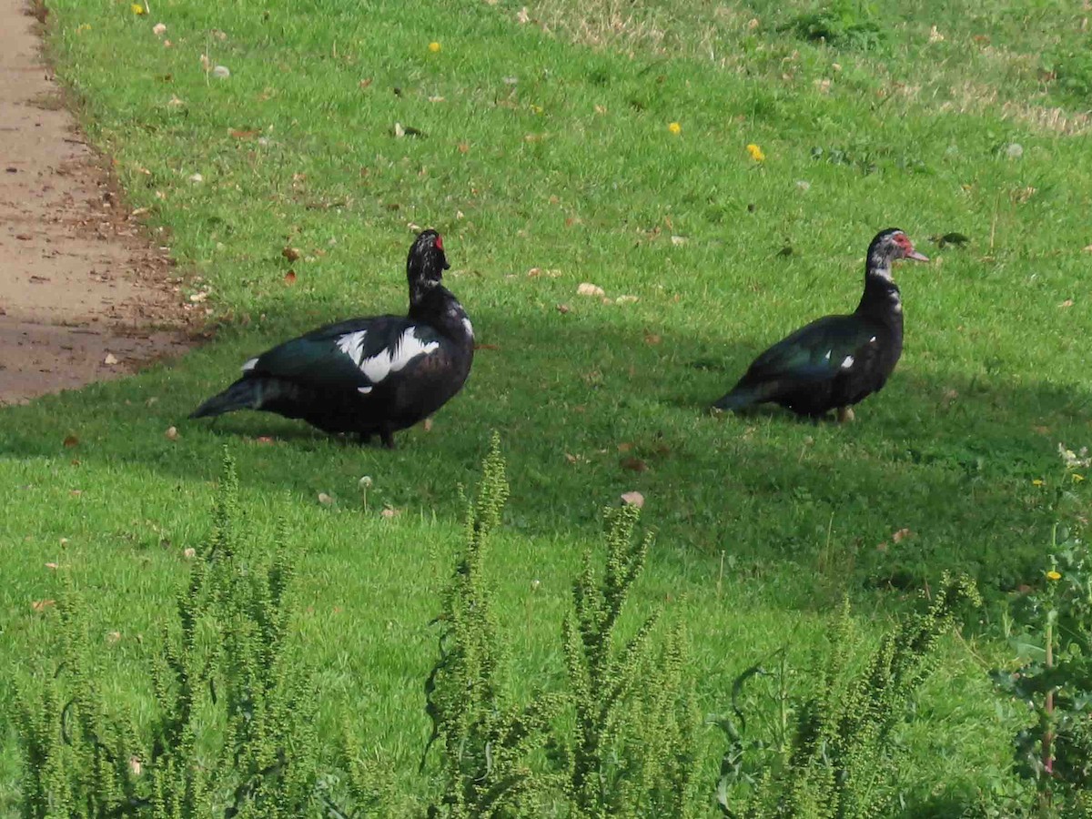 Muscovy Duck (Domestic type) - ML613820805