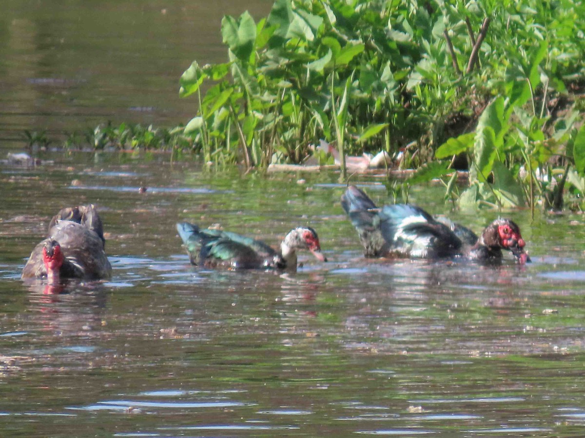 Muscovy Duck (Domestic type) - ML613820806