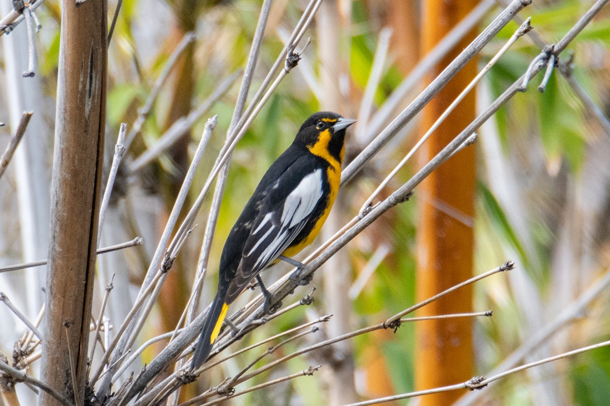 Black-backed Oriole - Daniel Alexander C. M. (Alex Pyrocephalus)