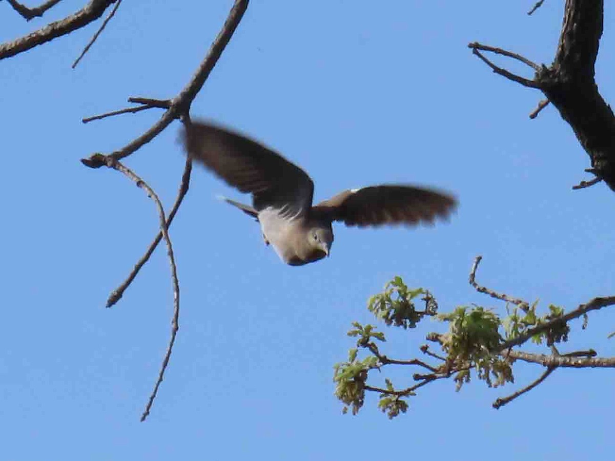 White-winged Dove - ML613820834