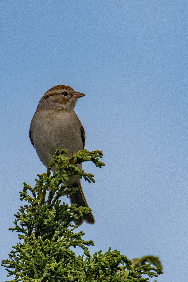 Chipping Sparrow - Daniel Alexander C. M. (Alex Pyrocephalus)