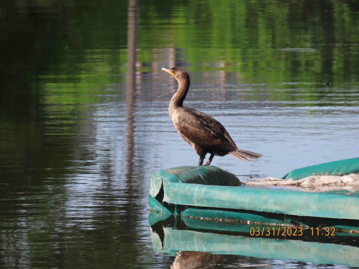 Double-crested Cormorant - ML613820847