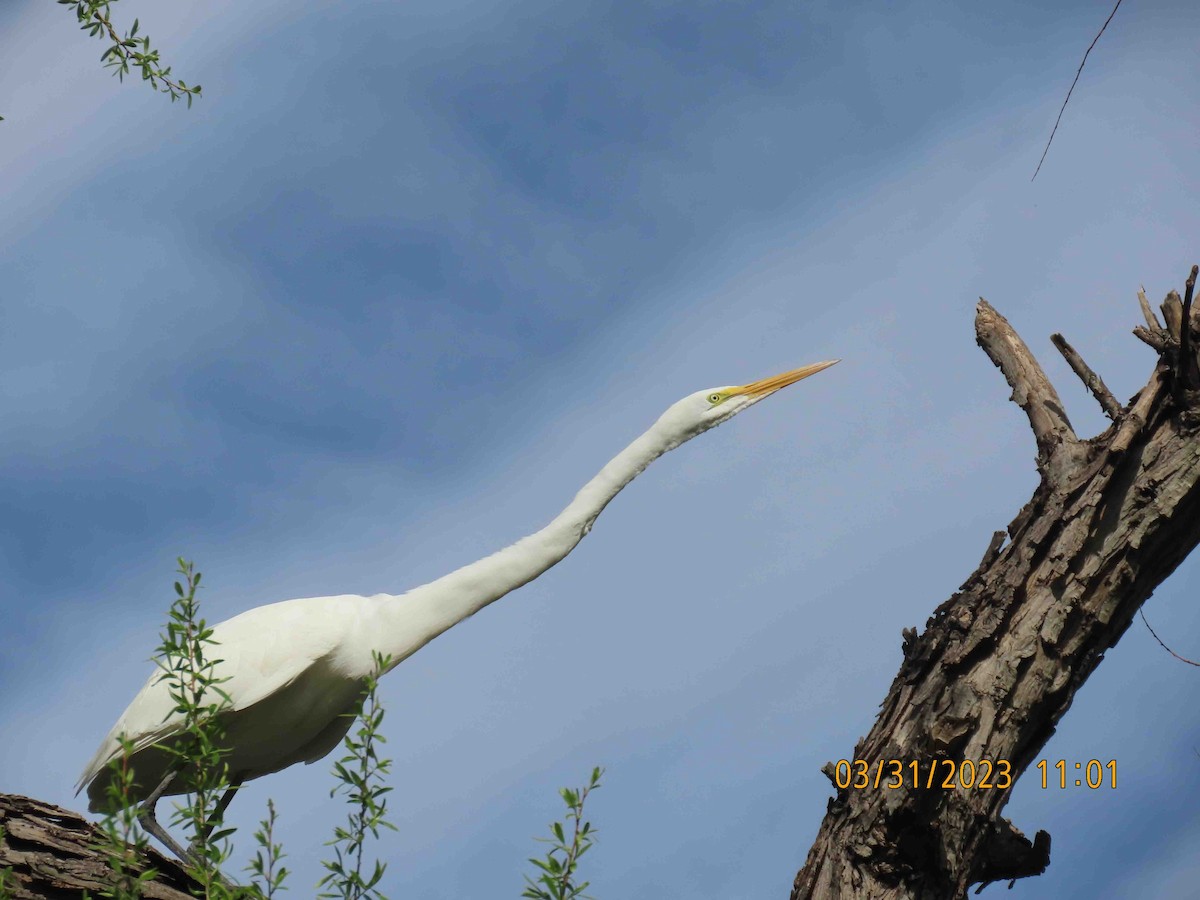 Great Egret (American) - ML613820856