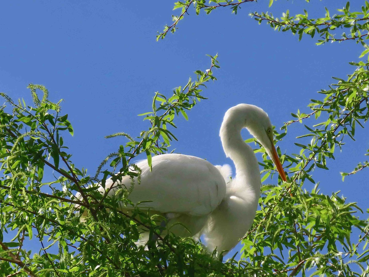 Great Egret (American) - ML613820857