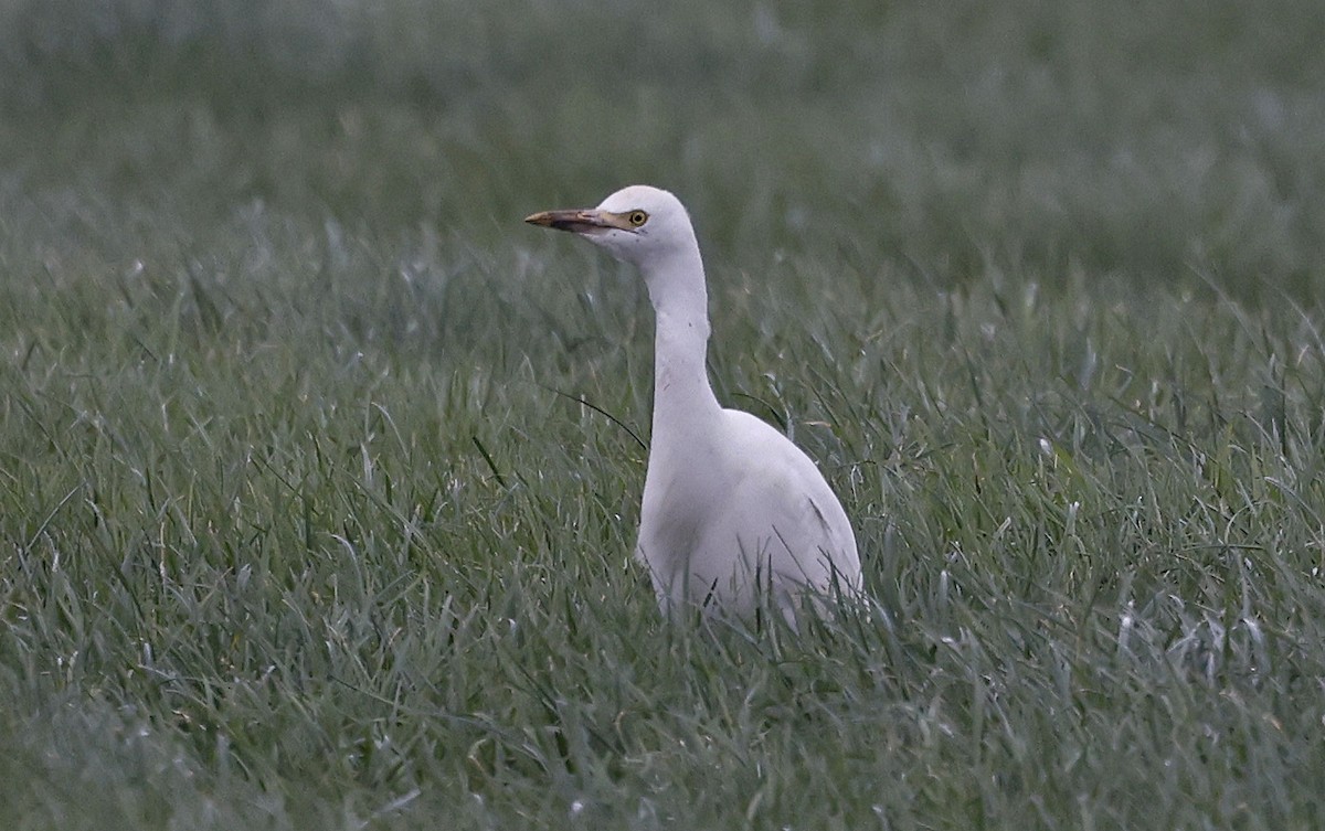 Египетская цапля (ibis) - ML613820866