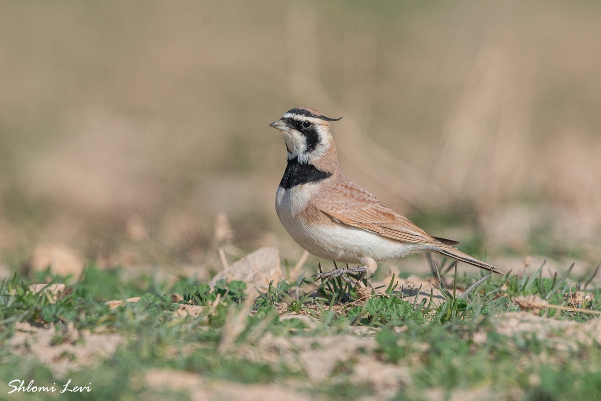 Temminck's Lark - ML613820872