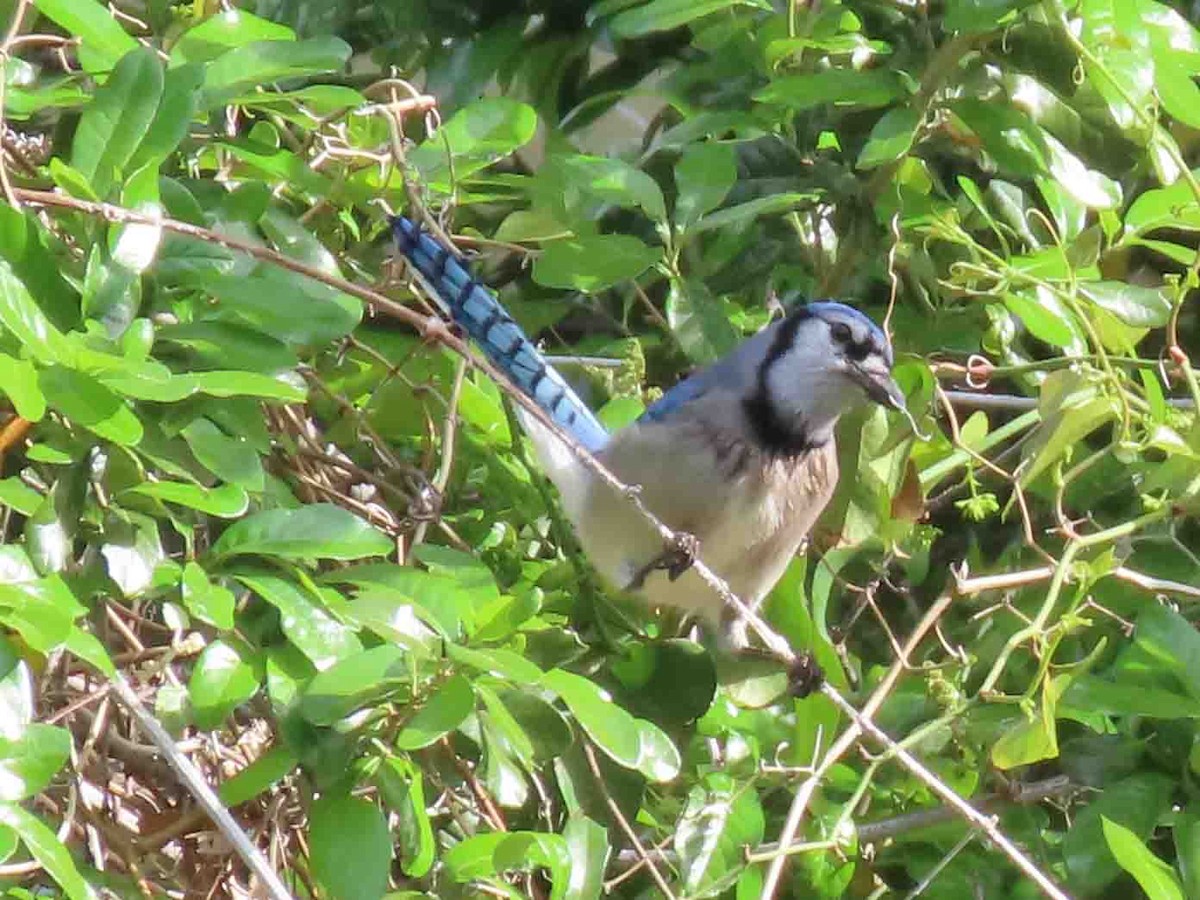 Blue Jay - ML613820873