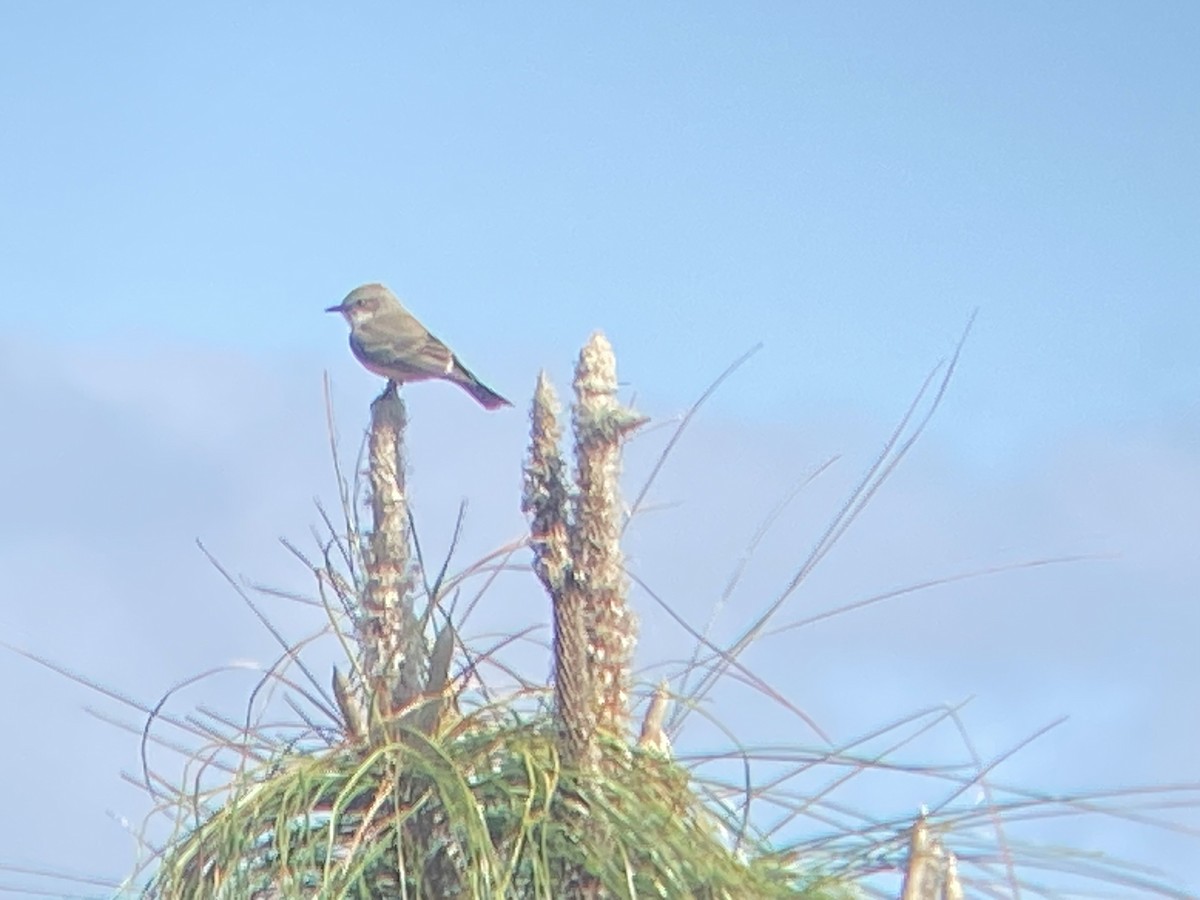 Vermilion Flycatcher - ML613820875