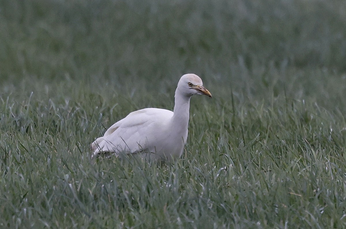 Египетская цапля (ibis) - ML613820876