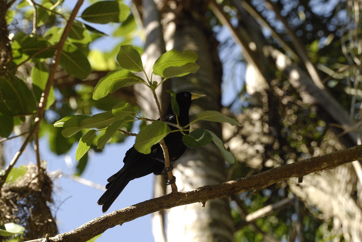 Red-rumped Cacique - ML613820904