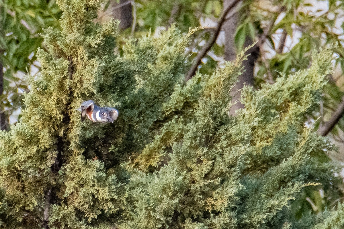 Belted Kingfisher - Daniel Alexander C. M. (Alex Pyrocephalus)