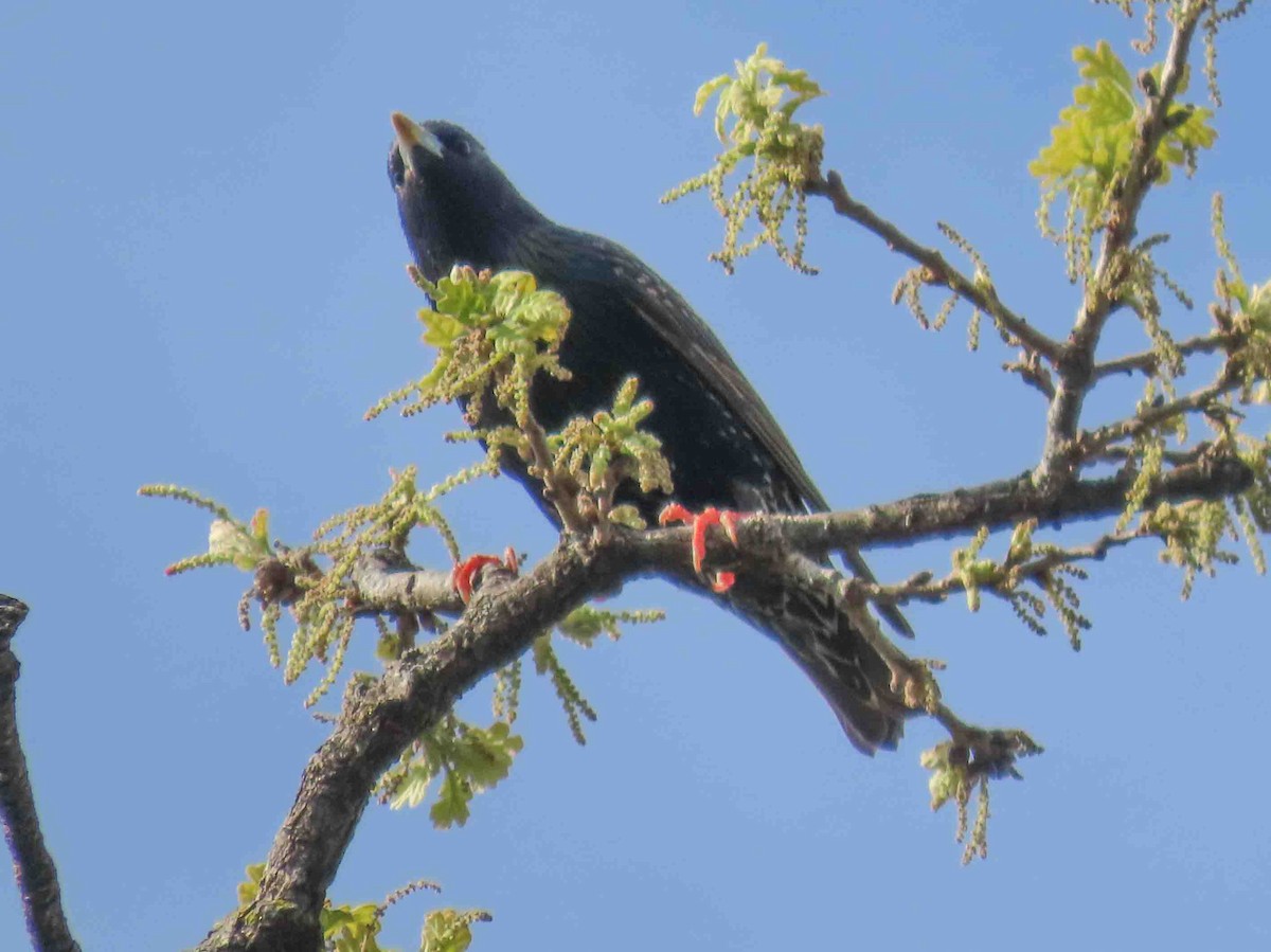 European Starling - ML613820923