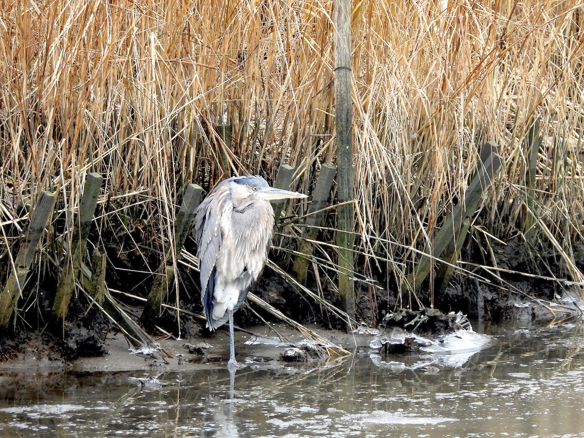 Great Blue Heron - ML613820935