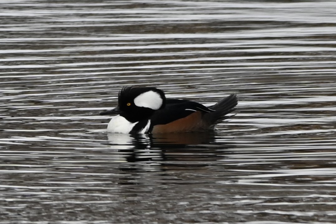 Hooded Merganser - ML613820954