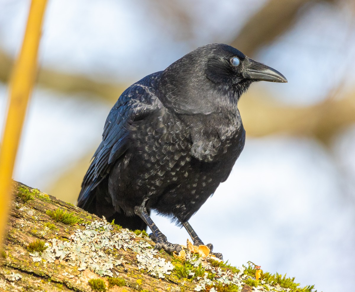 American Crow - ML613820955