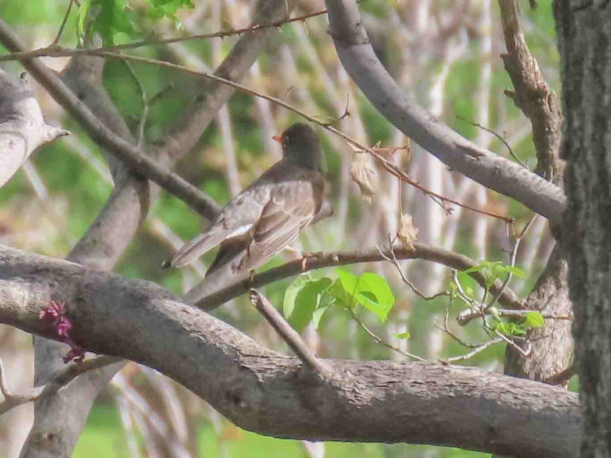 American Robin - ML613820978