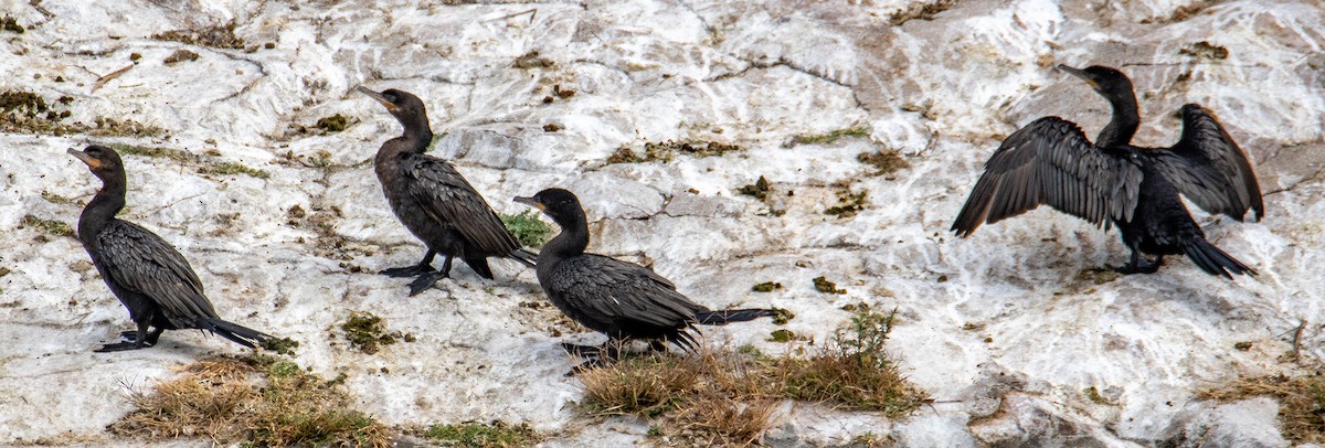 Neotropic Cormorant - Daniel Alexander C. M. (Alex Pyrocephalus)