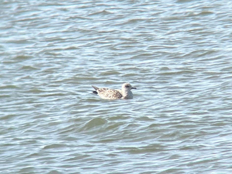 Lesser Black-backed Gull - Jack Hutchison