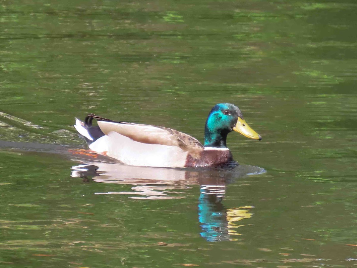 Mallard (Domestic type) - ML613821068