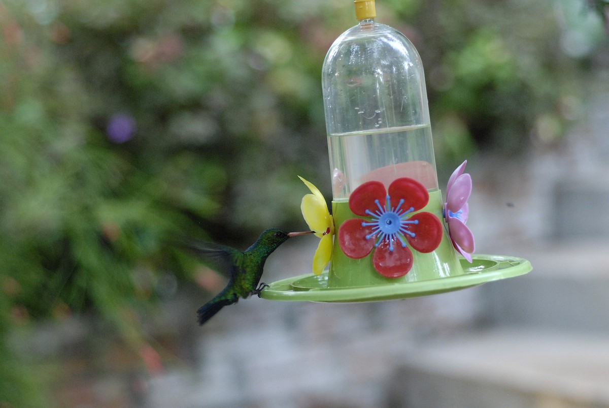 kolibřík lesklobřichý - ML613821074