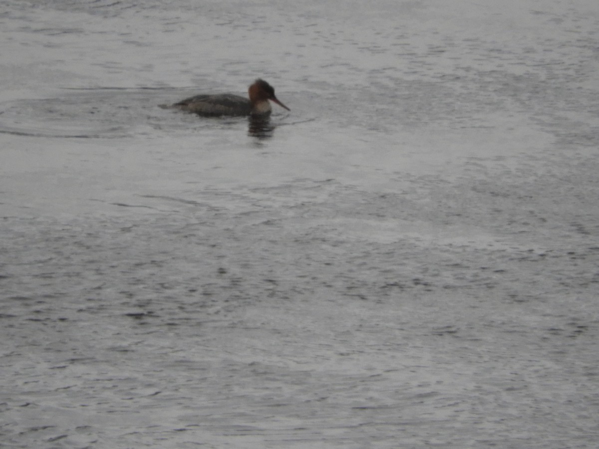 Zerra ertaina - ML613821078