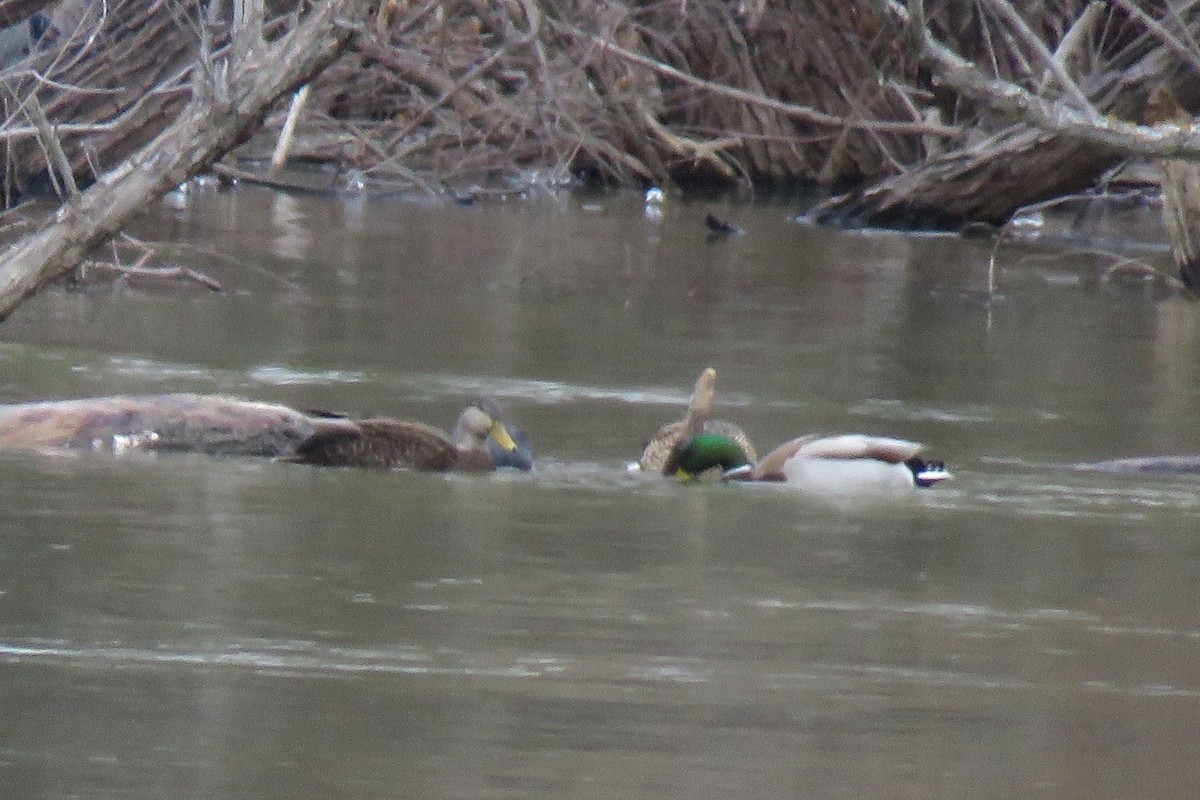 Mottled Duck - ML613821102