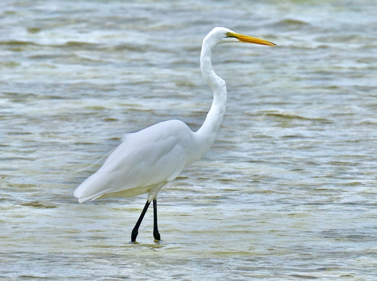 Great Egret - ML613821107