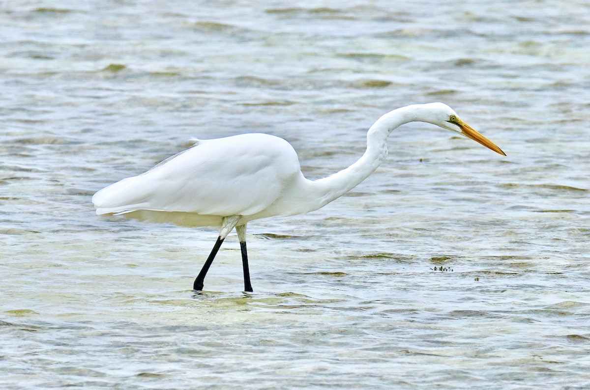 Great Egret - ML613821108