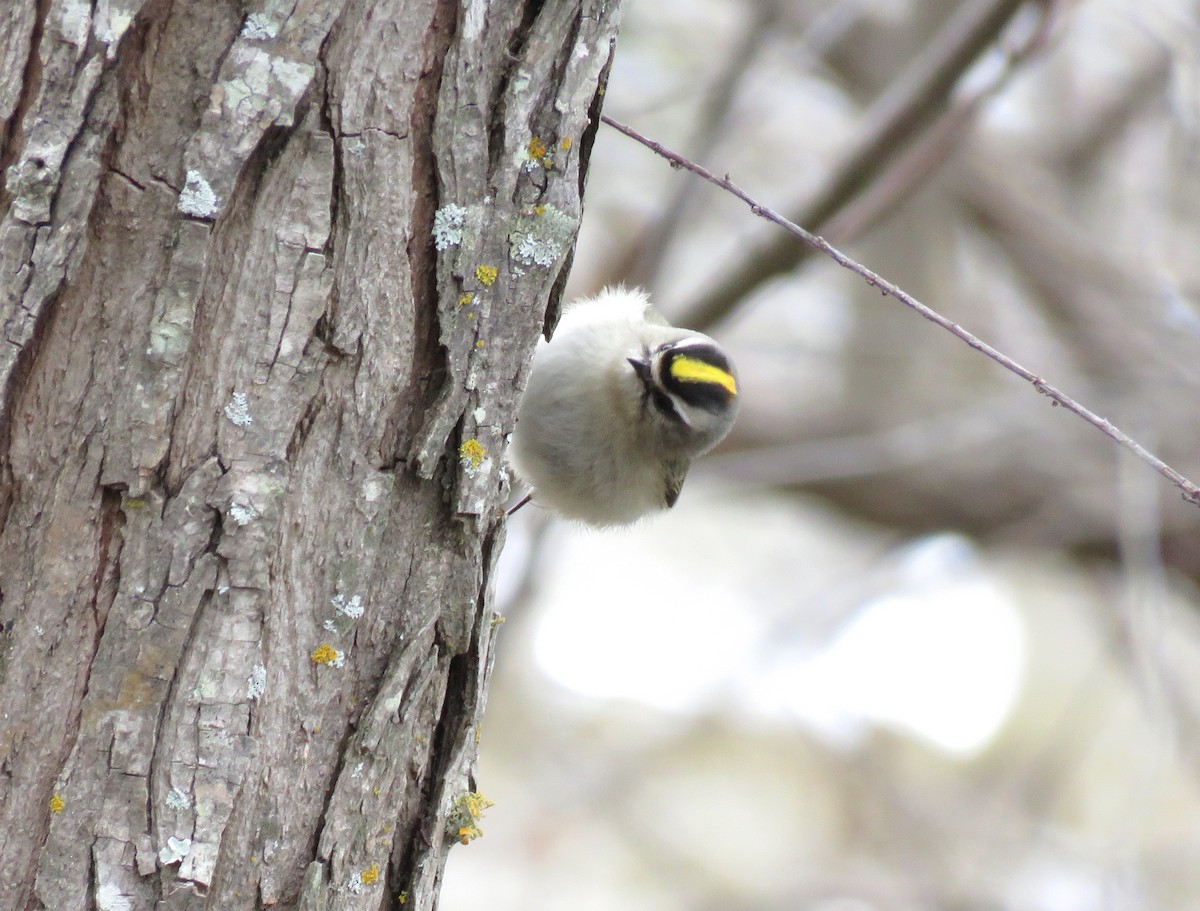 Golden-crowned Kinglet - David Dowell