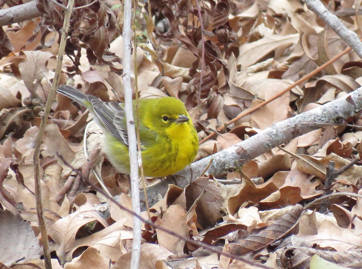 Pine Warbler - ML613821117