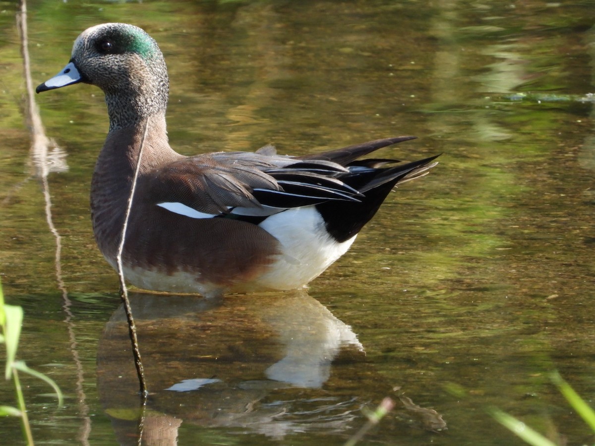 American Wigeon - ML613821118