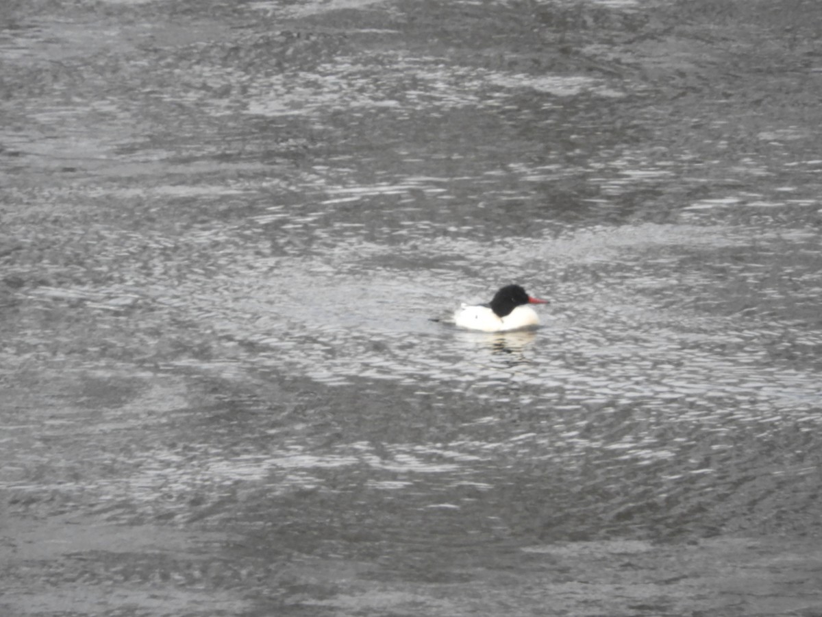 Zerra handia - ML613821152