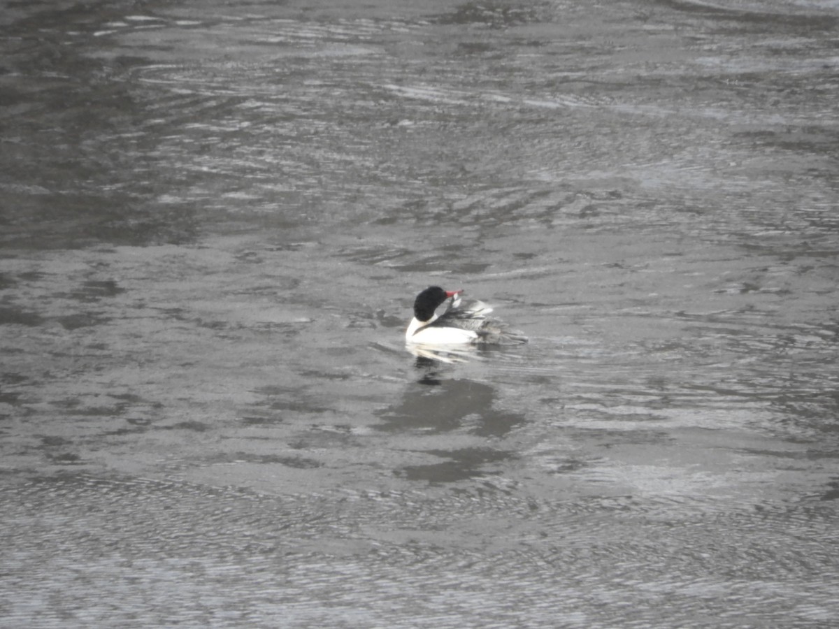 Zerra handia - ML613821164